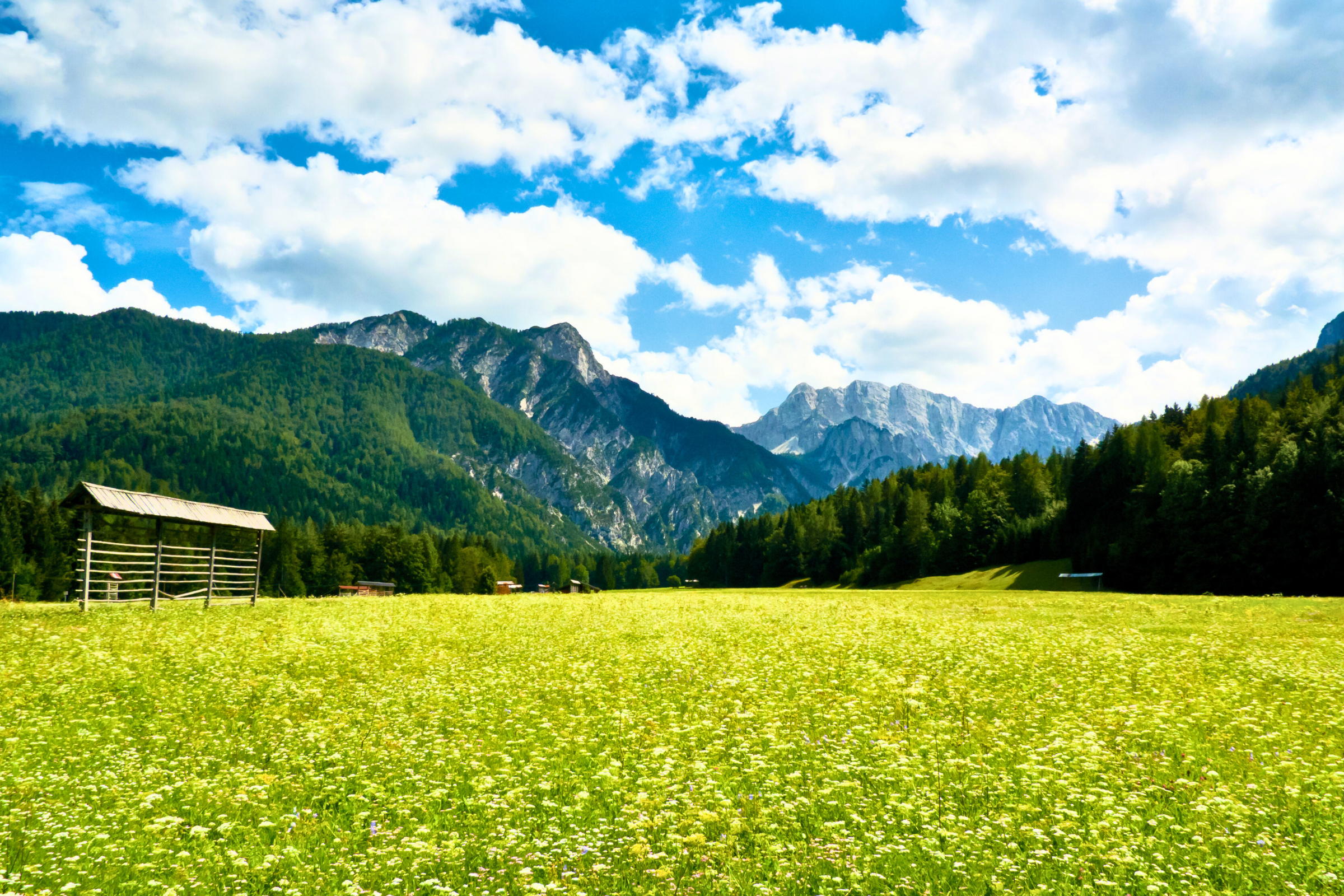 planica (2).webp